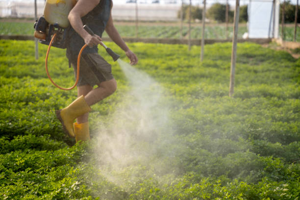 Best Ant Control Services  in Berly, MO