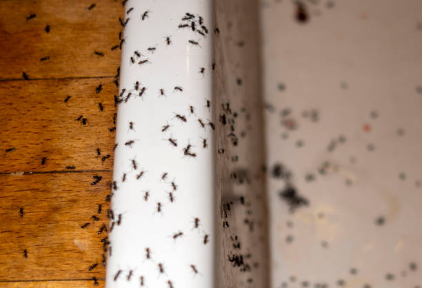 Best Residential Pest Control  in Berly, MO